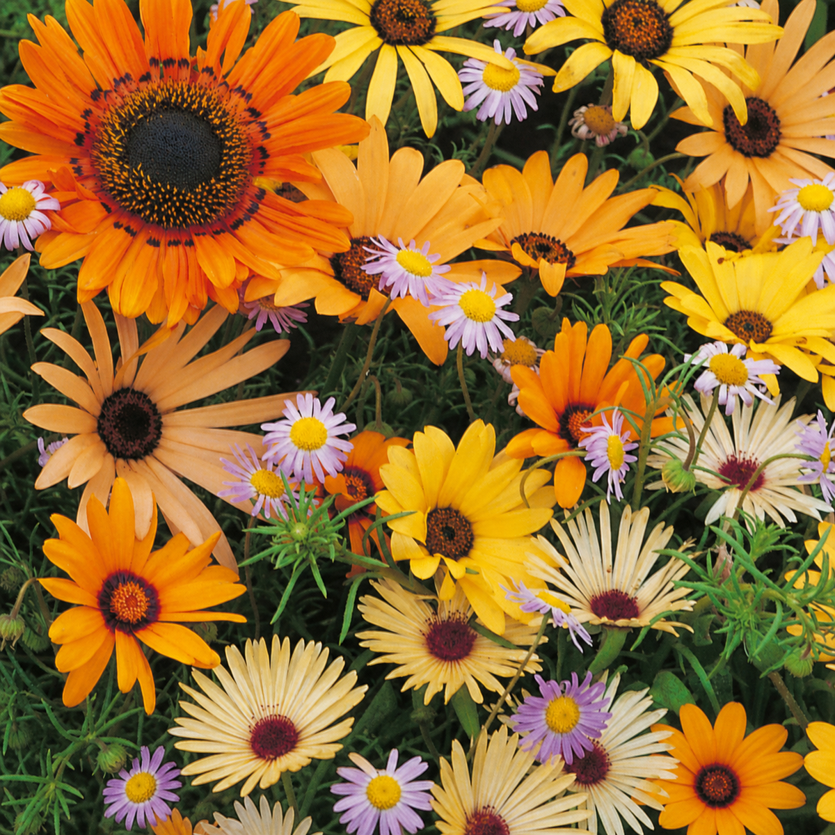 Namaqualand Flower Mix Seeds - Ubuntuberg Seeds product image