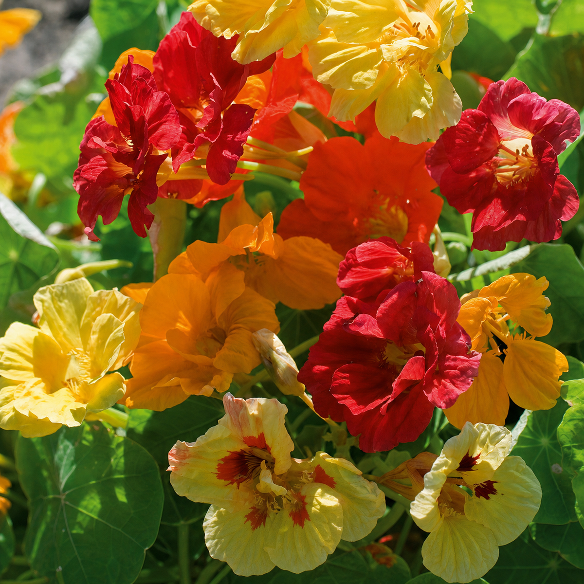 Nasturtium Climbing Single Mix