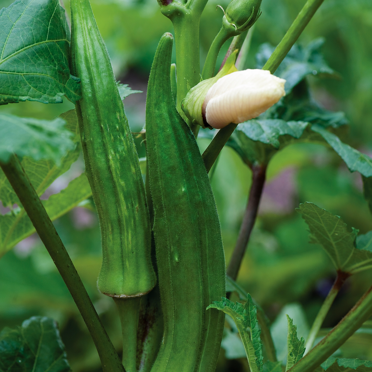 OKRA CLEMSON SPINELESS