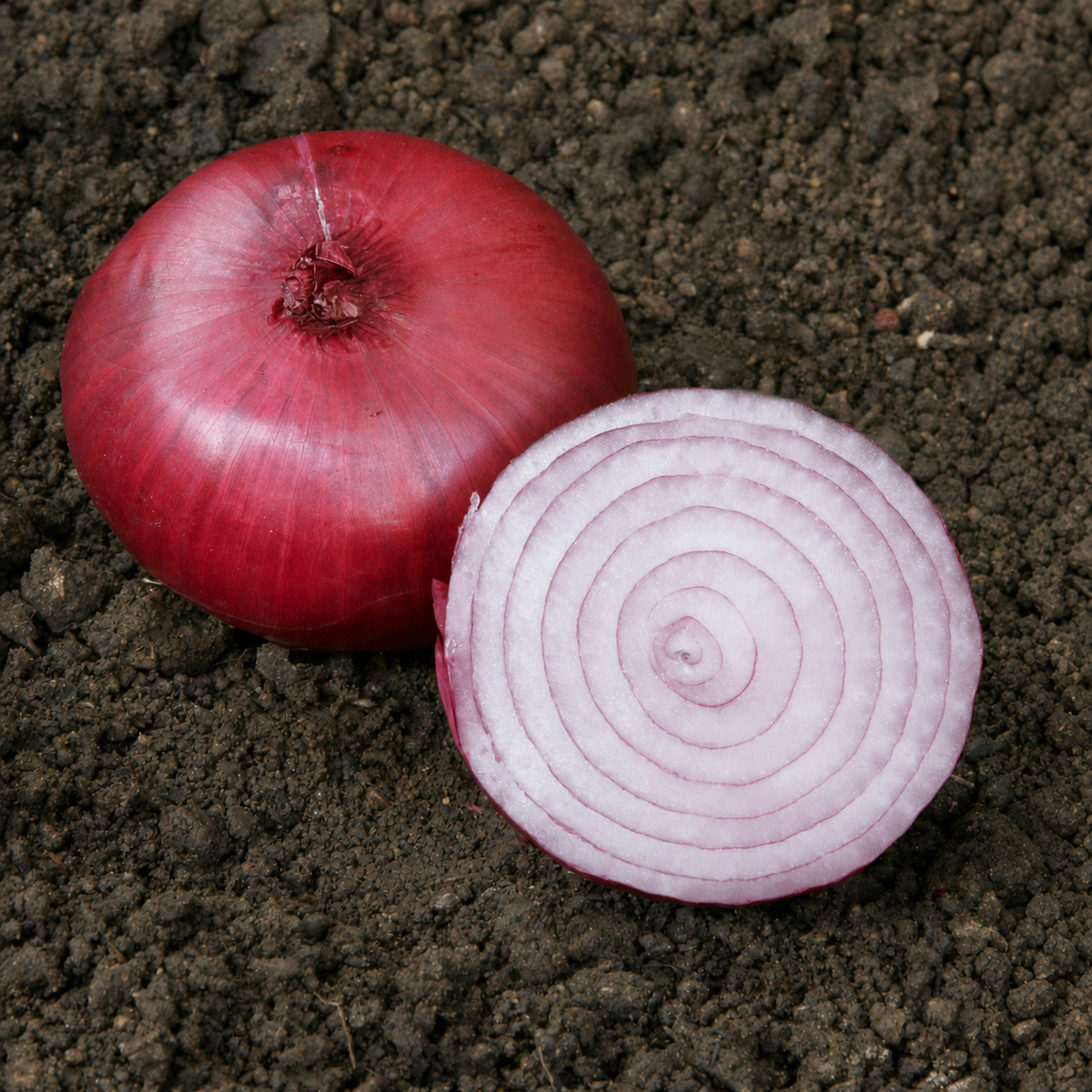 ONION RED CREOLE
