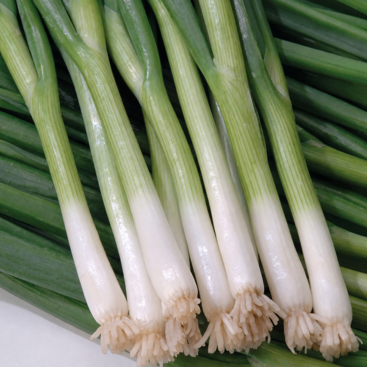 ONION SPRING WHITE LISBON