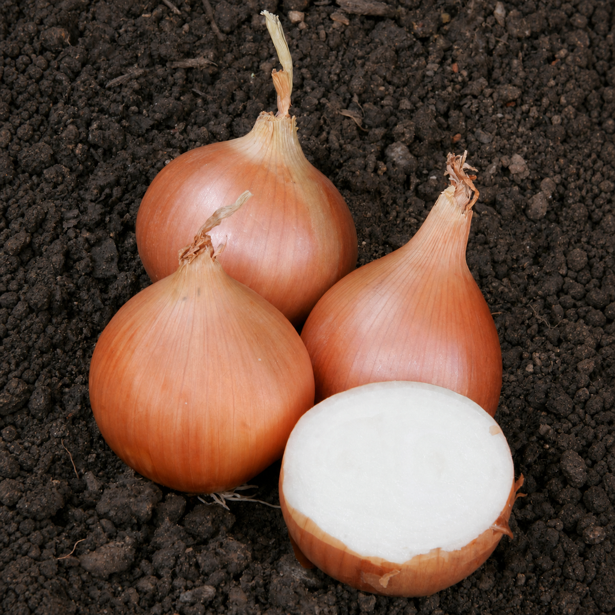 ONION TEXAS GRANO