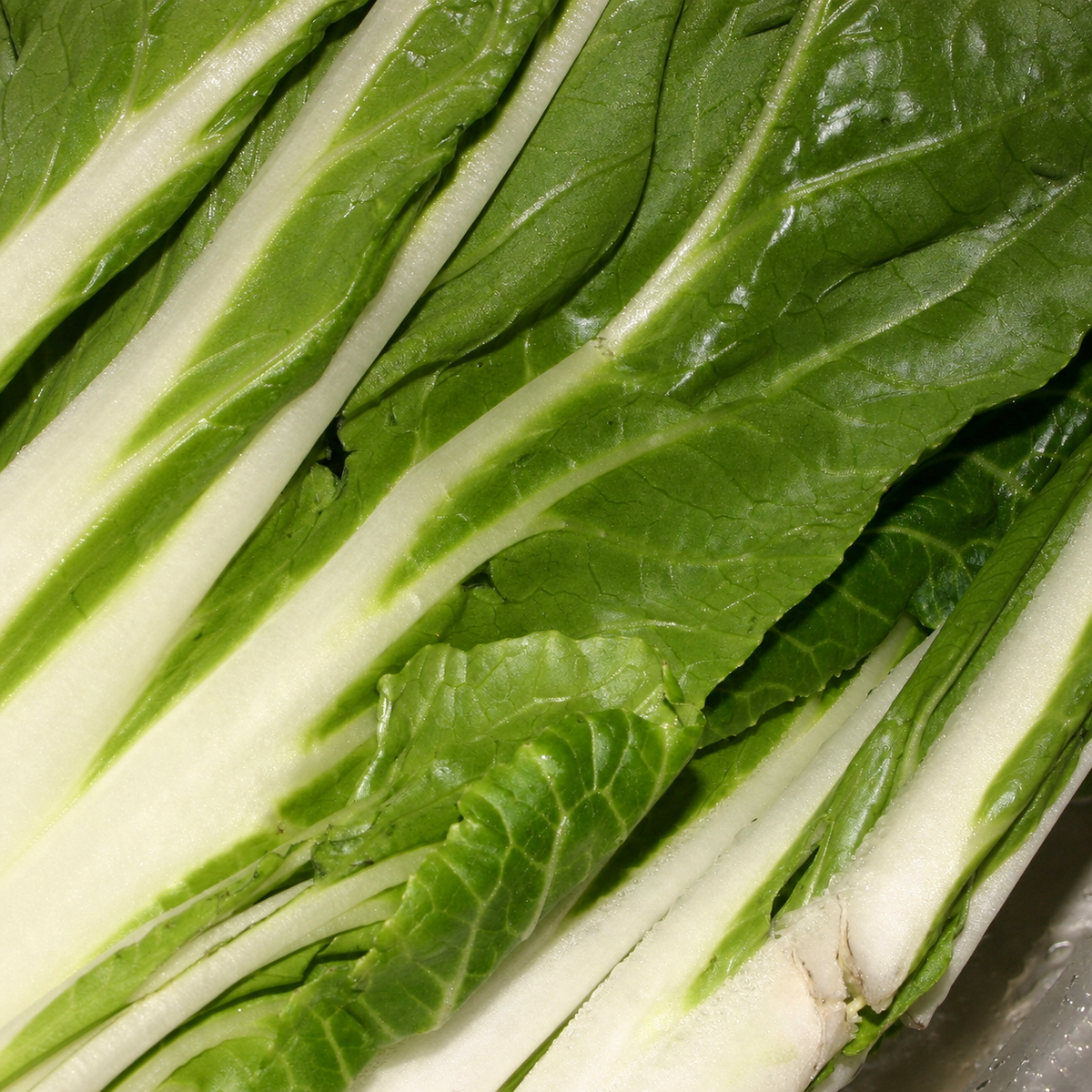 PAK CHOI WHITE STEMMED
