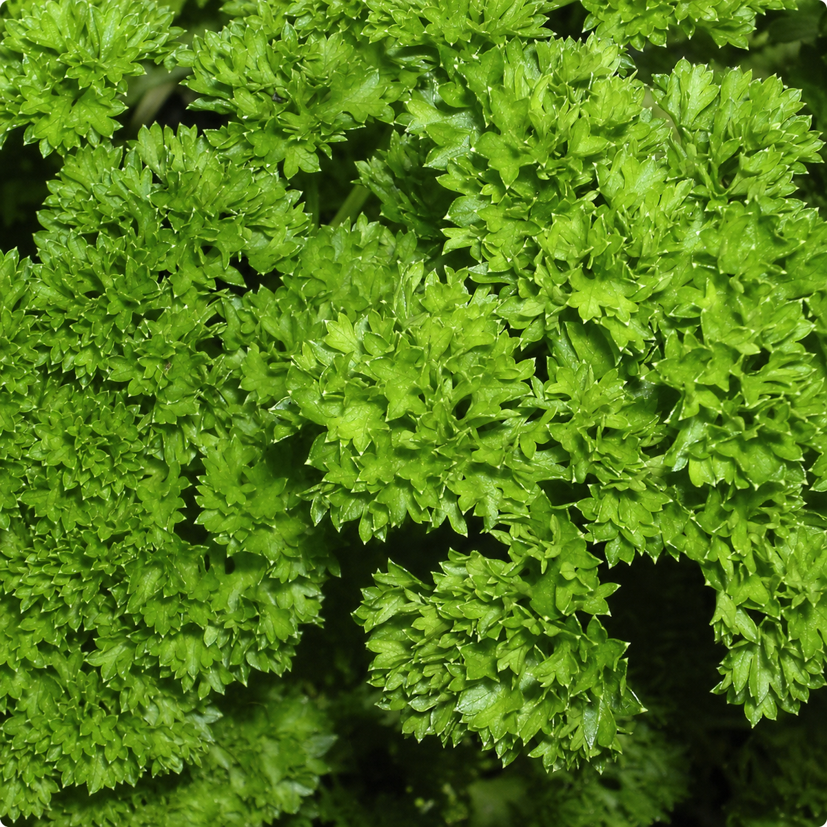 PARSLEY CHAMPION MOSS CURLED
