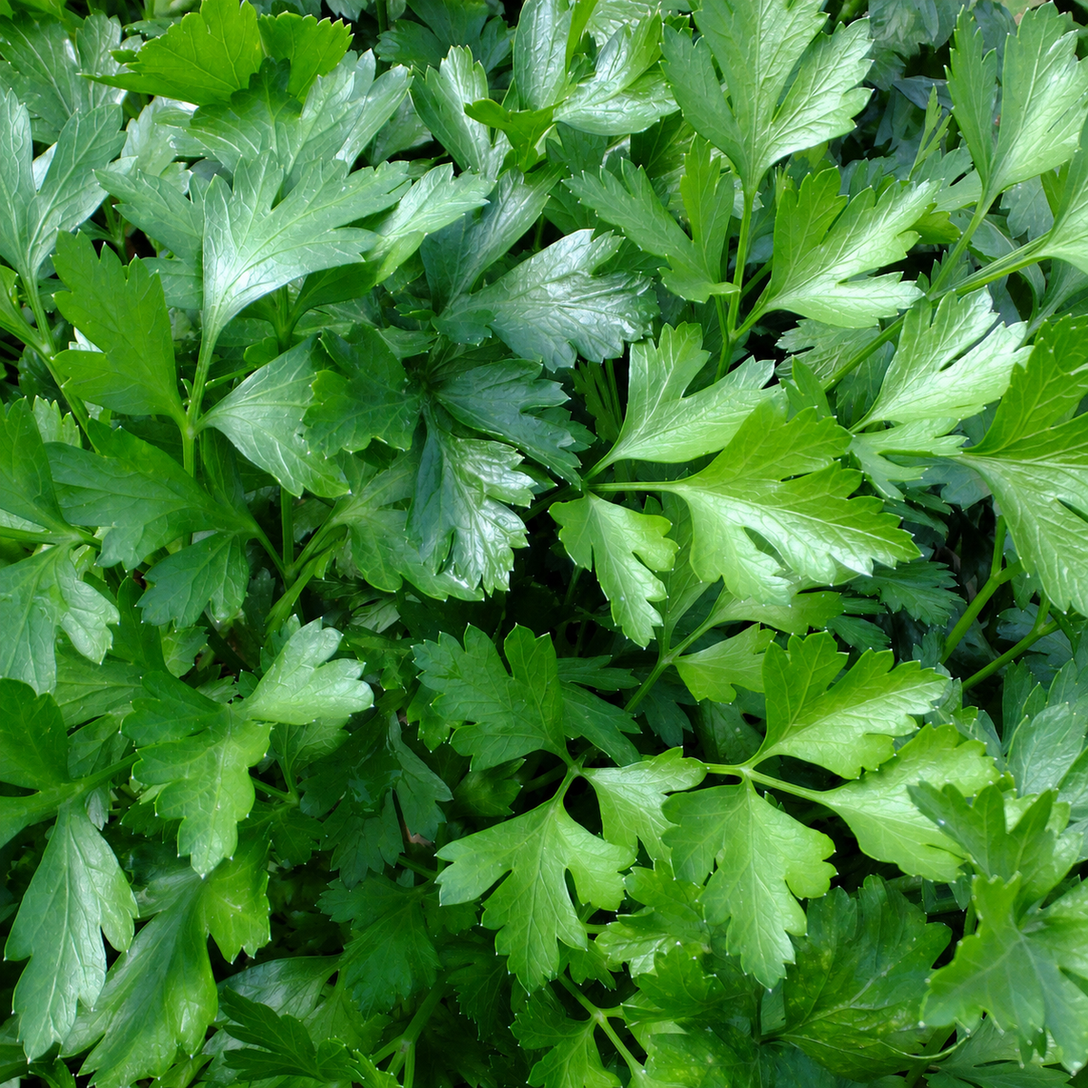 PARSLEY PLAIN FLAT LEAF