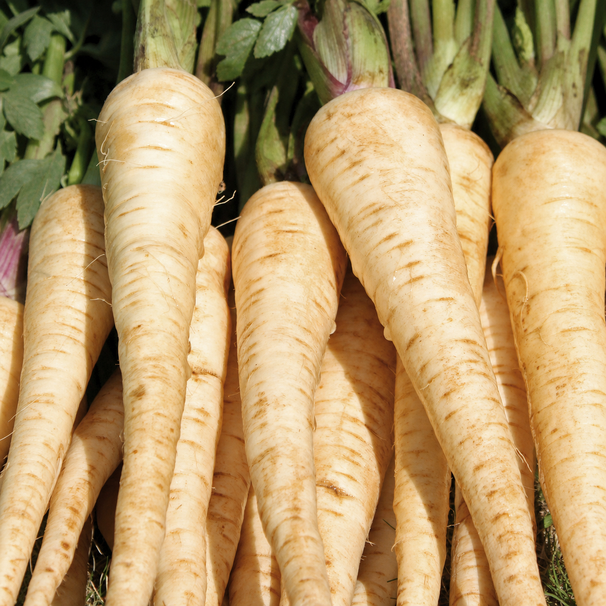PARSNIP WHITE GEM