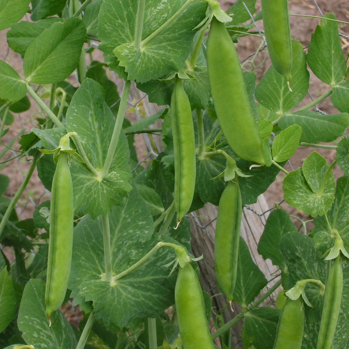 PEAS GREENFEAST