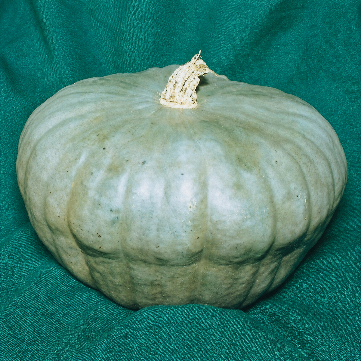 PUMPKIN QUEENSLAND BLUE
