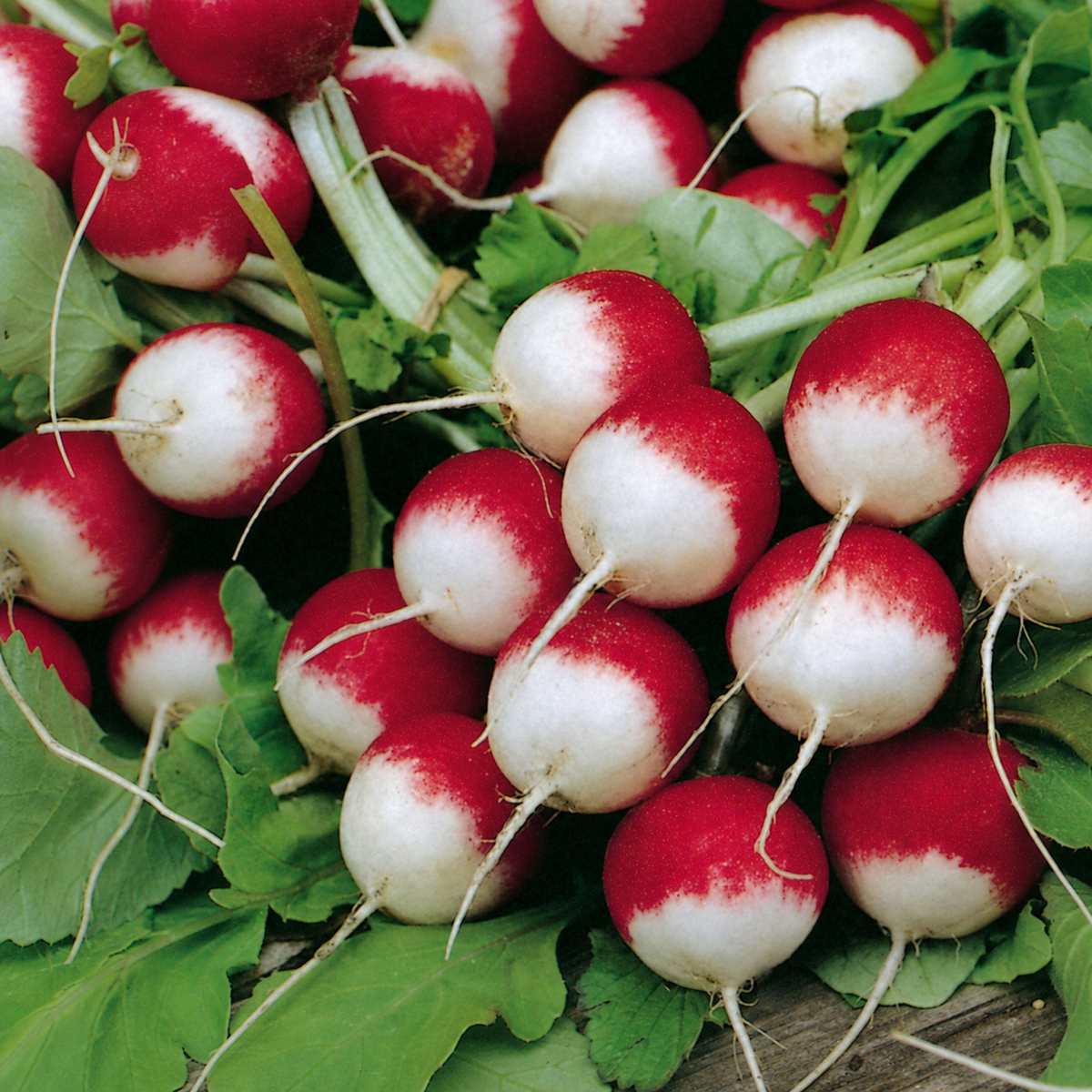 RADISH SPARKLER