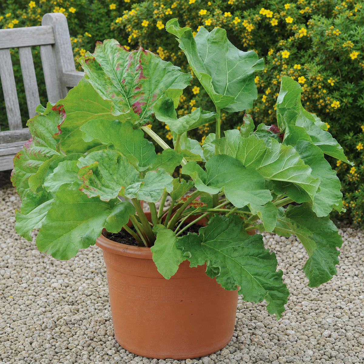 RHUBARB VICTORIA