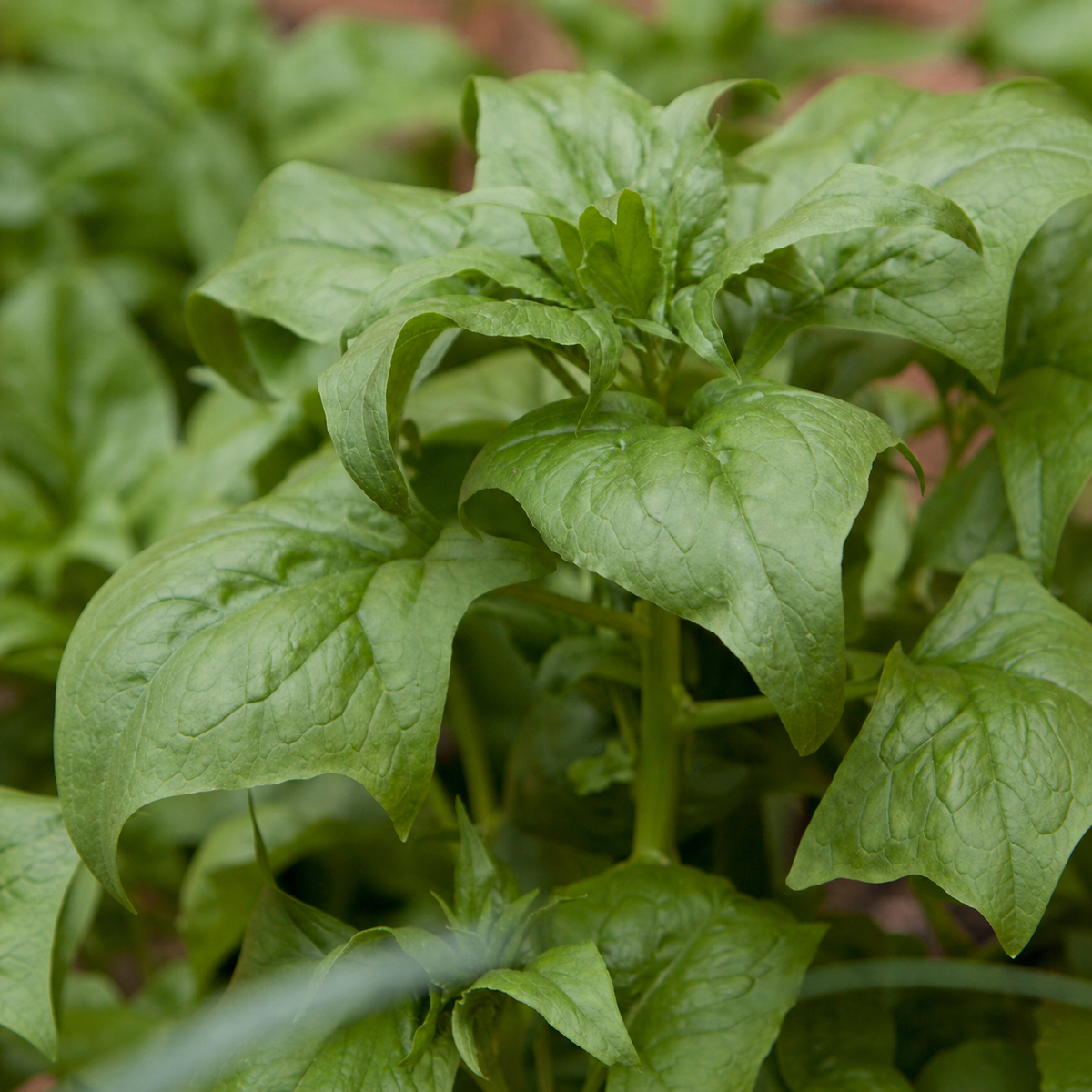 SPINACH VIROFLAY
