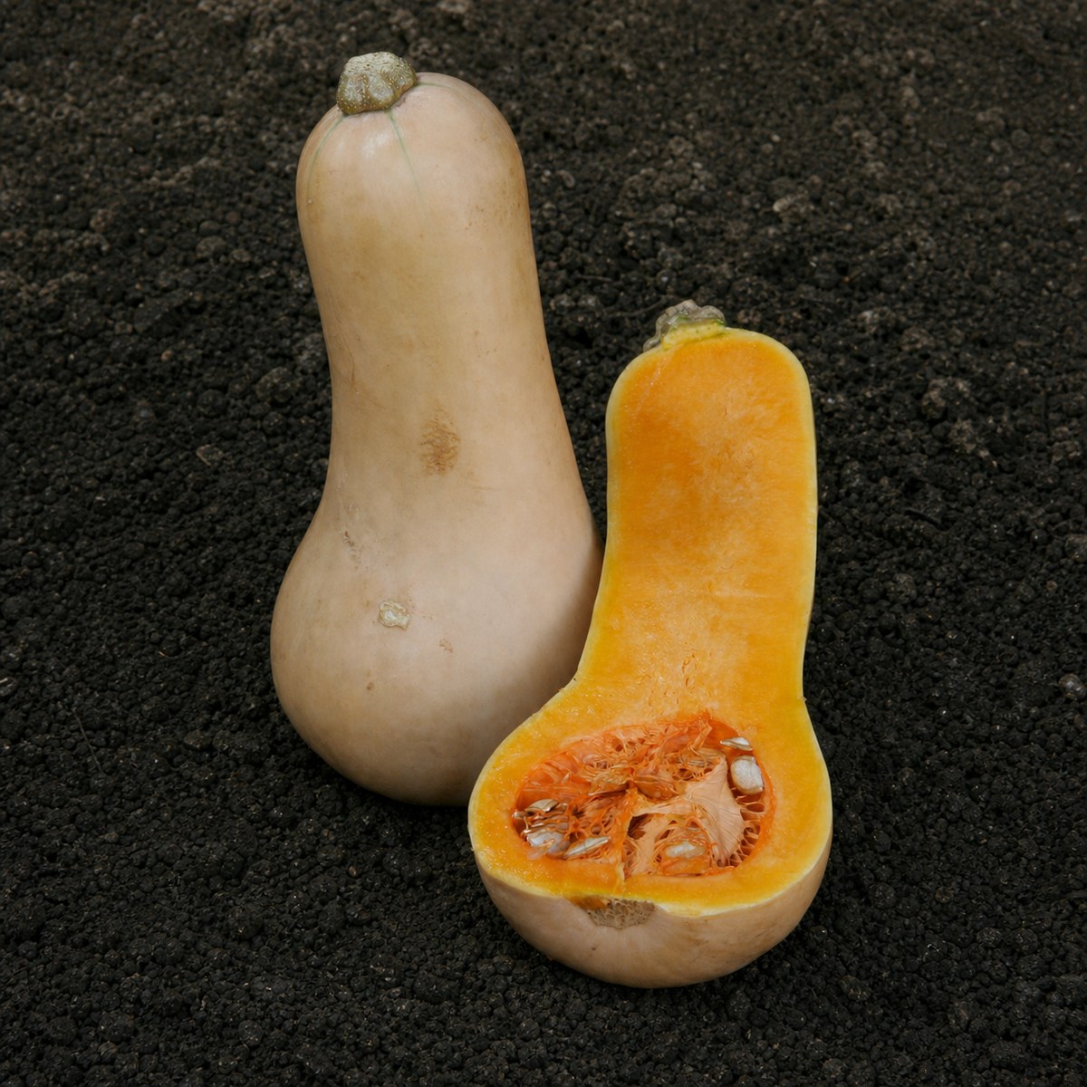 SQUASH BUTTERNUT WALTHAM