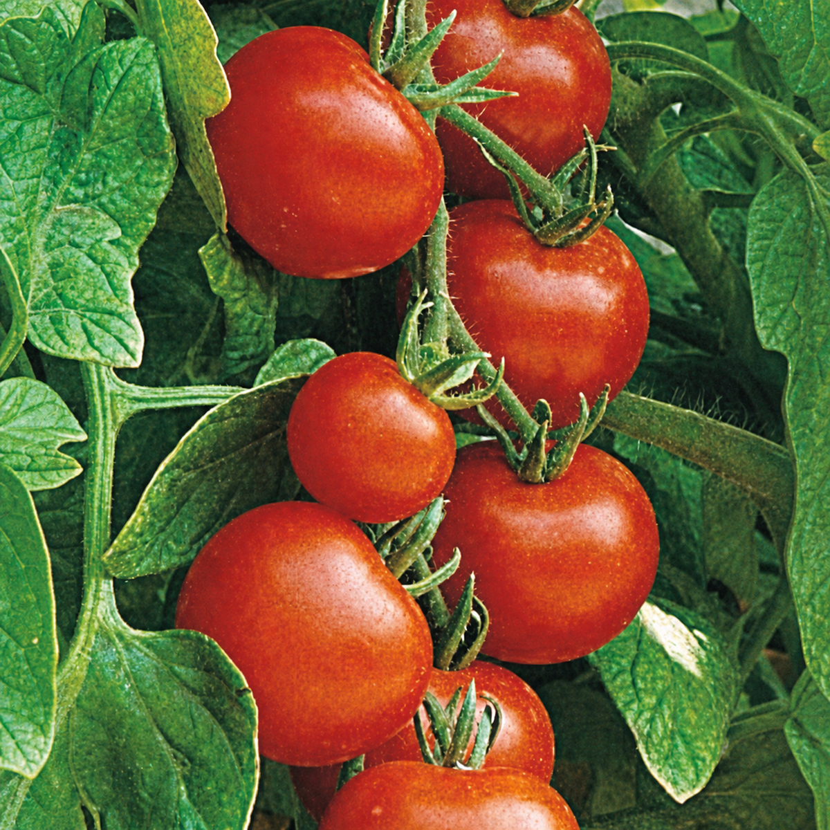 TOMATO GARDENER'S DELIGHT