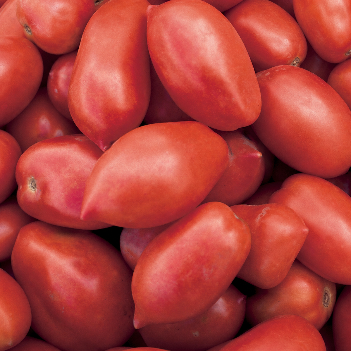 TOMATO ROMA VF