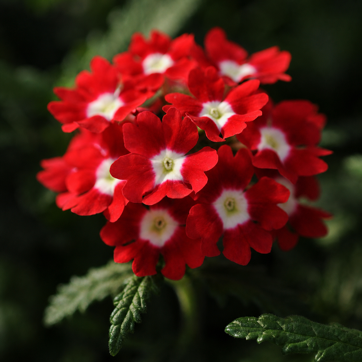 Ubuntuberg Verbena Quartz Red Eye Xp Seeds
