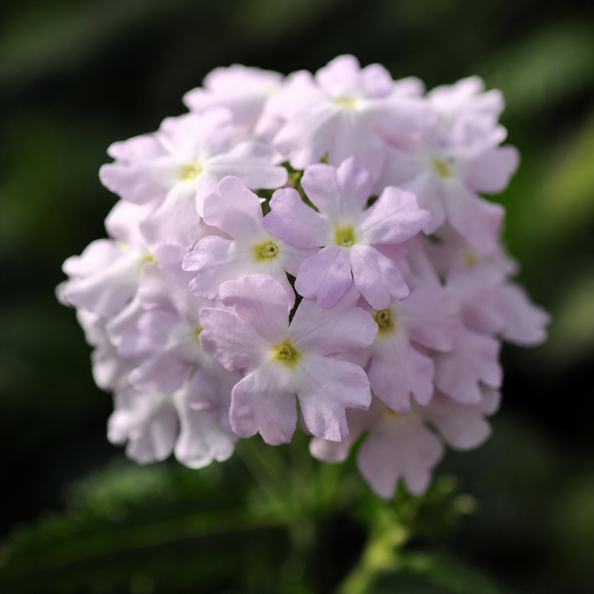 Ubuntuberg Verbena Quartz Xp Silver Seeds