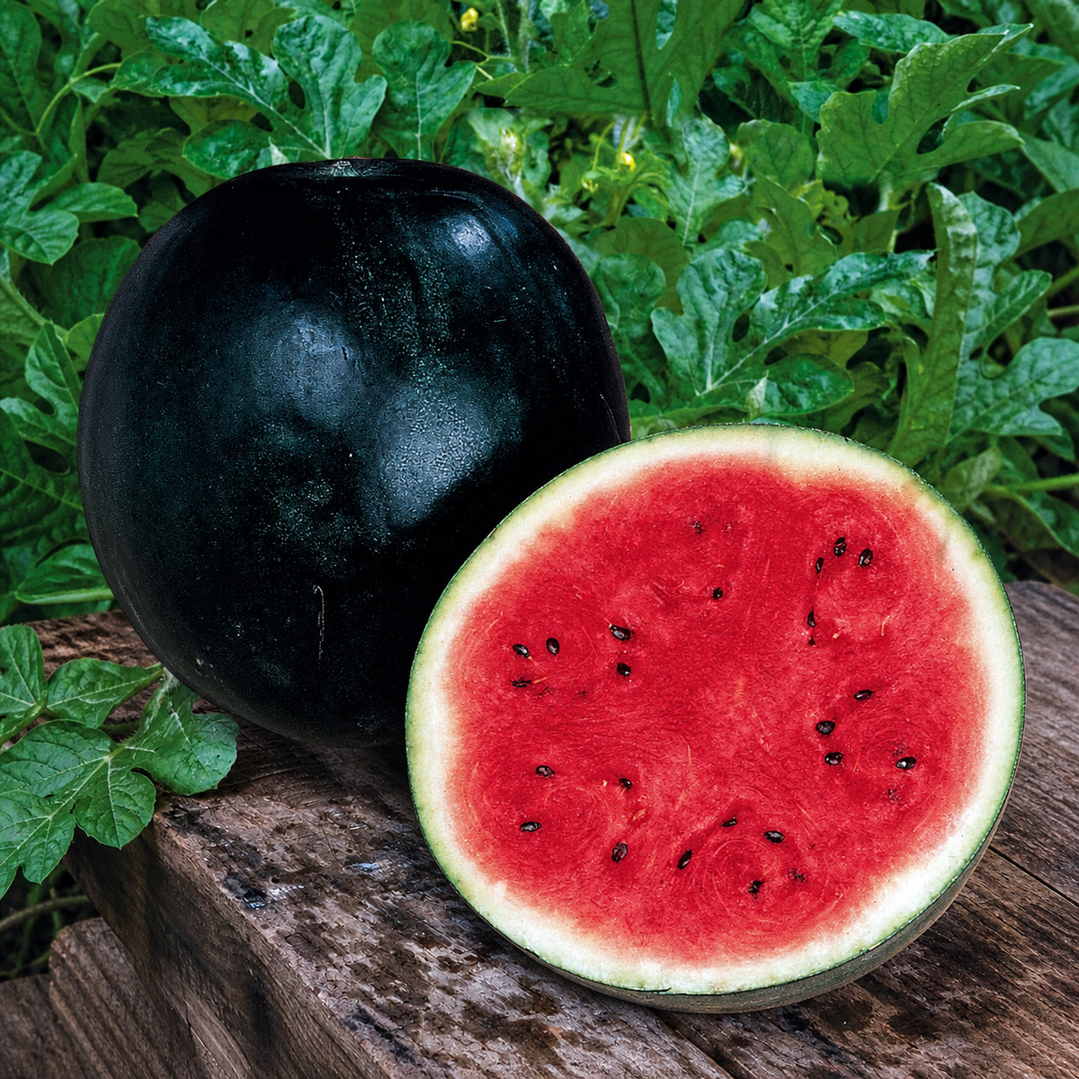 WATERMELON SUGAR BABY