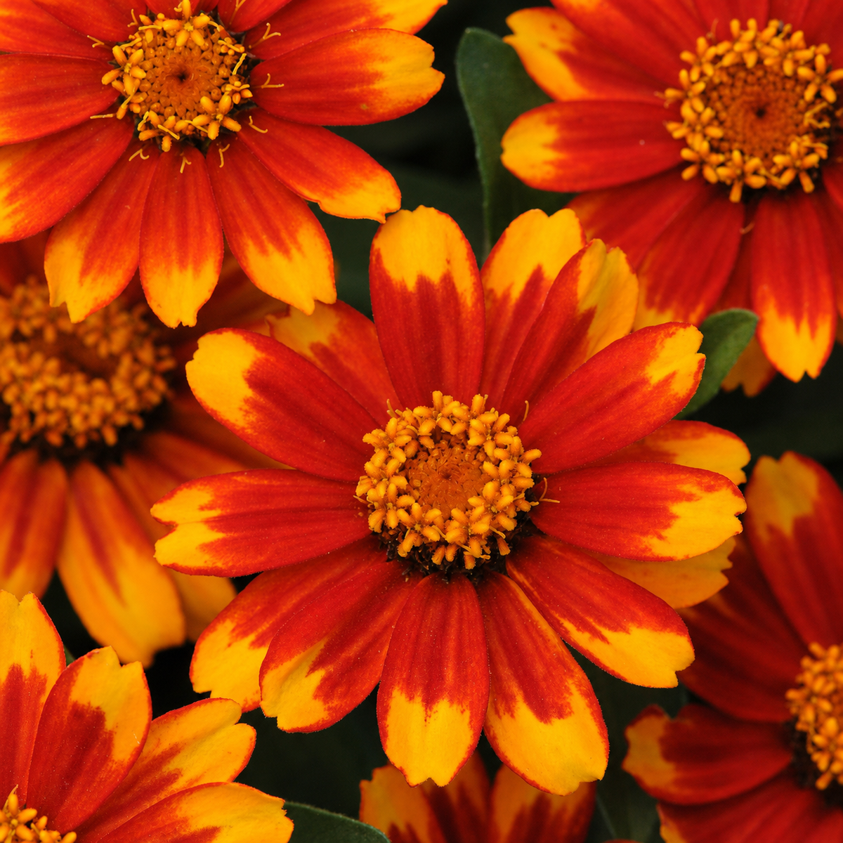Zinnia Zahara Sunburst
