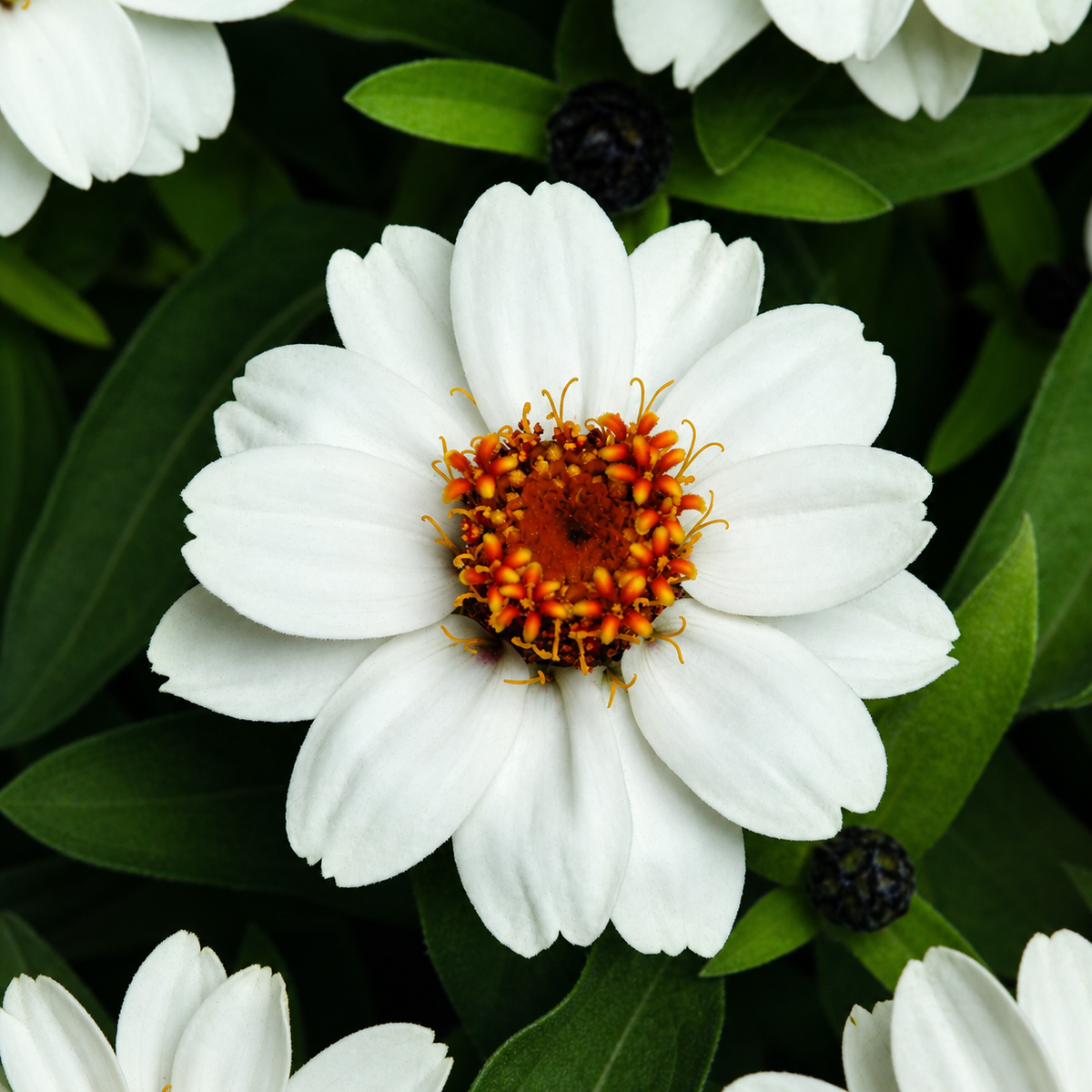 Zinnia Zahara White