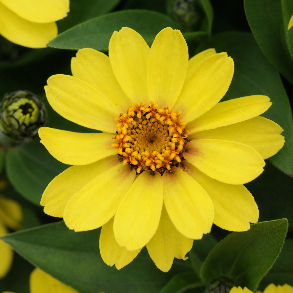 Zinnia Zahara Yellow