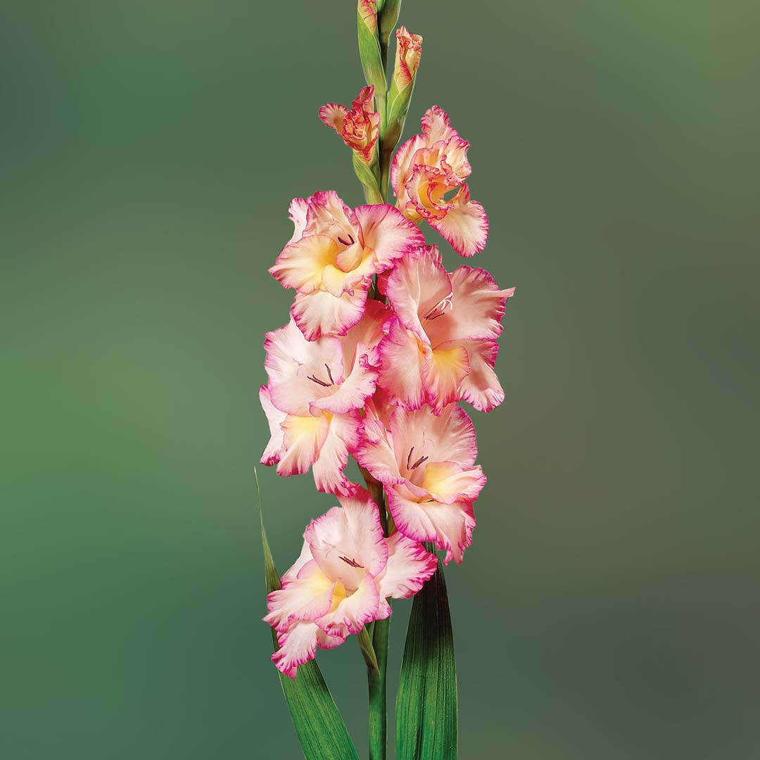 Hadeco Gladioli - Pink - 10 bulbs