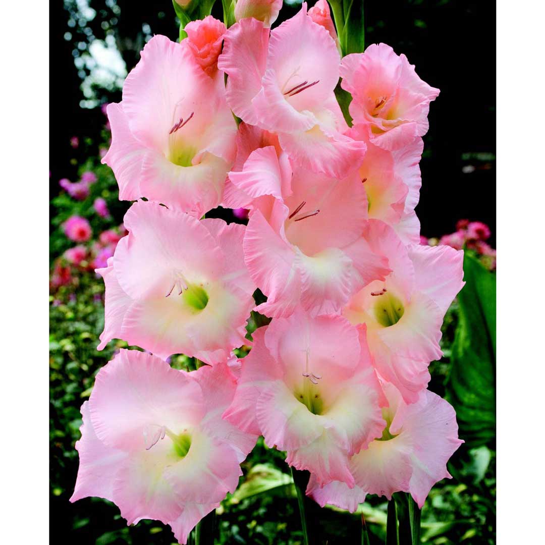 Hadeco Gladioli - Light Pink - 10 bulbs
