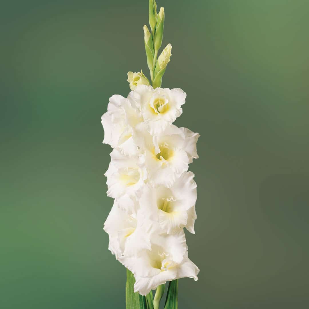 Hadeco Gladioli - White - 10 bulbs