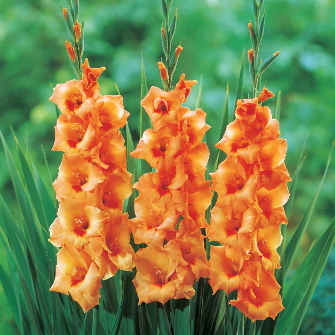 Hadeco Gladioli - Orange - 10 bulbs
