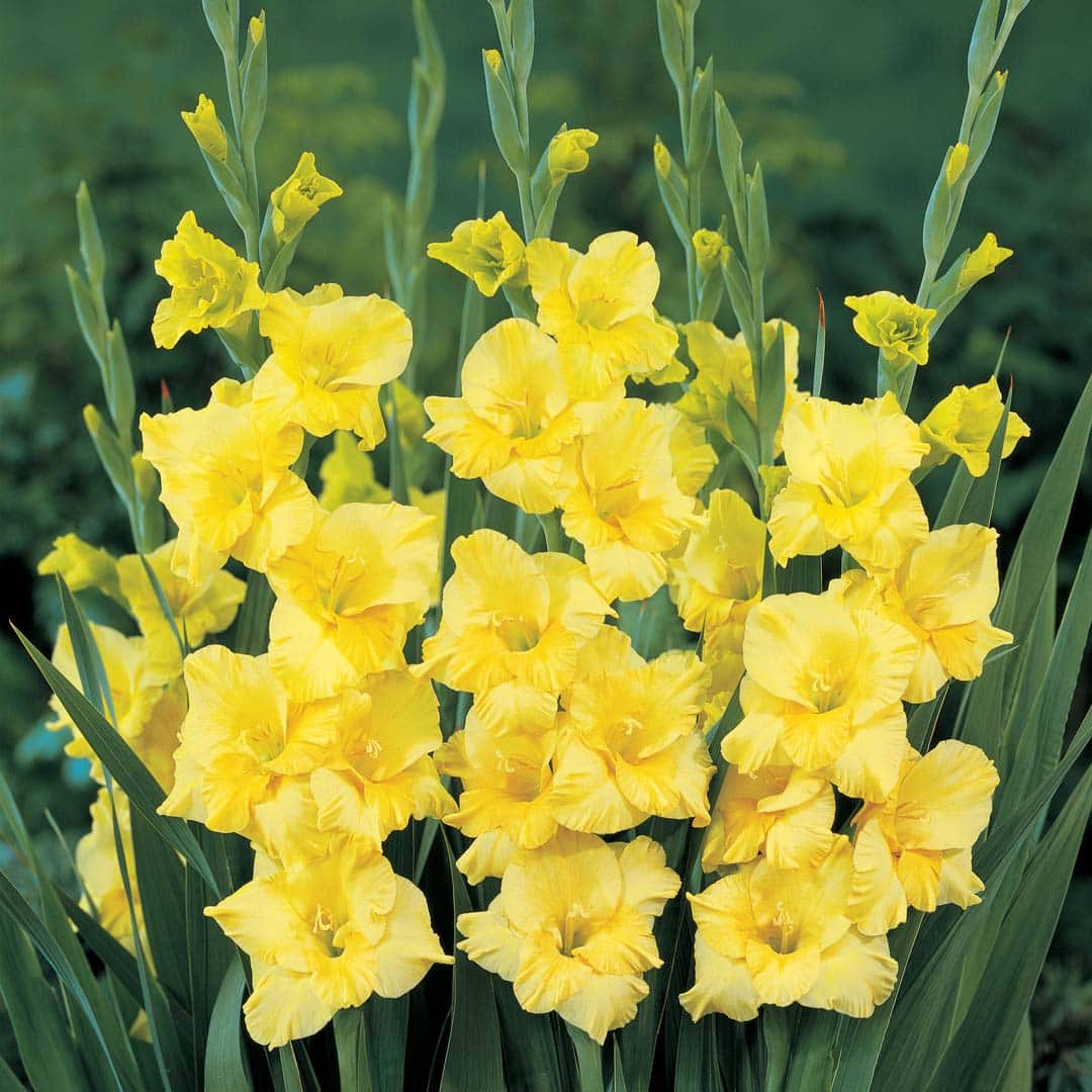 Hadeco Gladioli - Yellow - 10 bulbs
