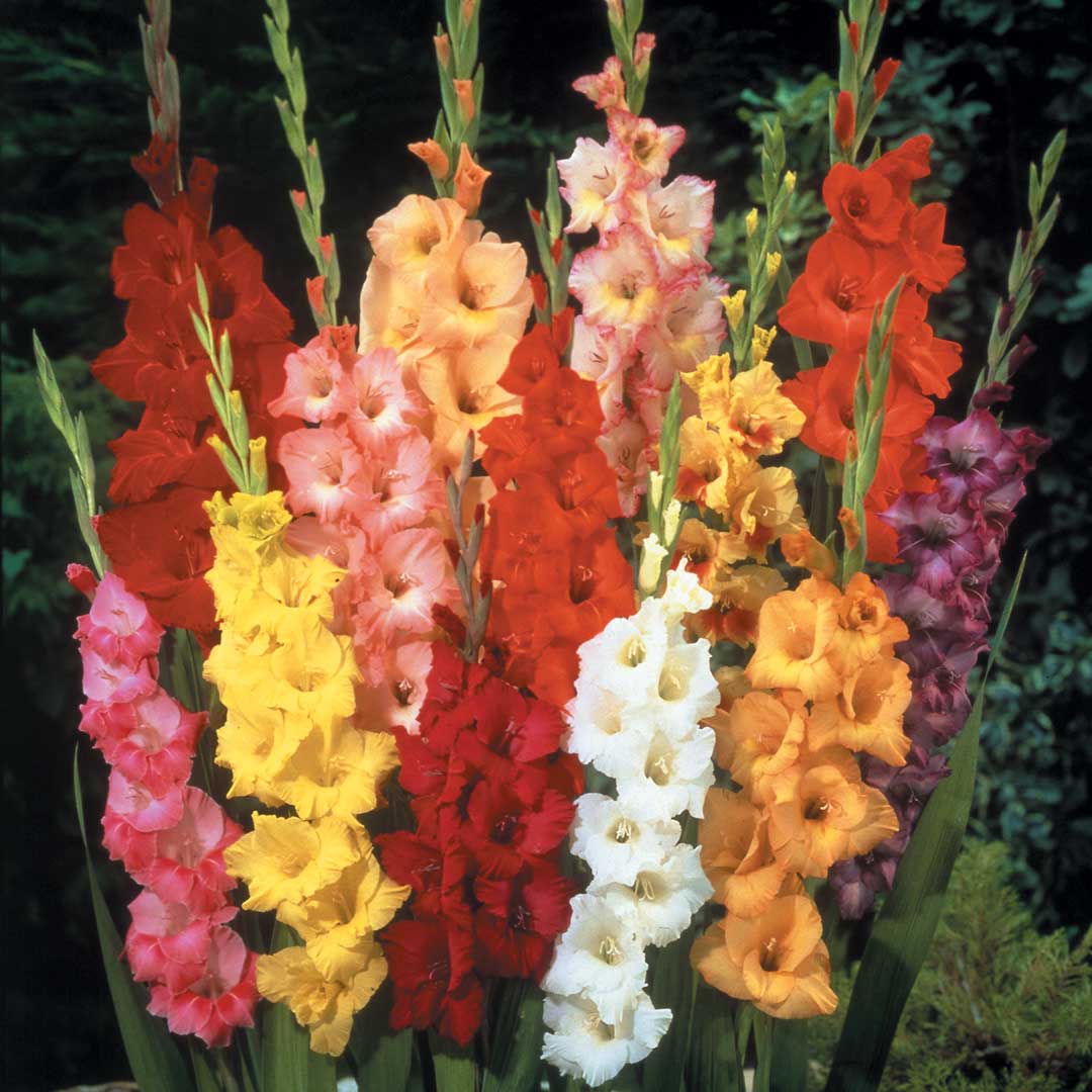 Hadeco Gladioli - Mixed - 50 bulbs