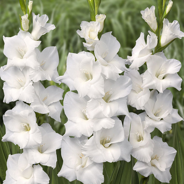 Hadeco Gladioli - Bangladesh - 10 bulbs