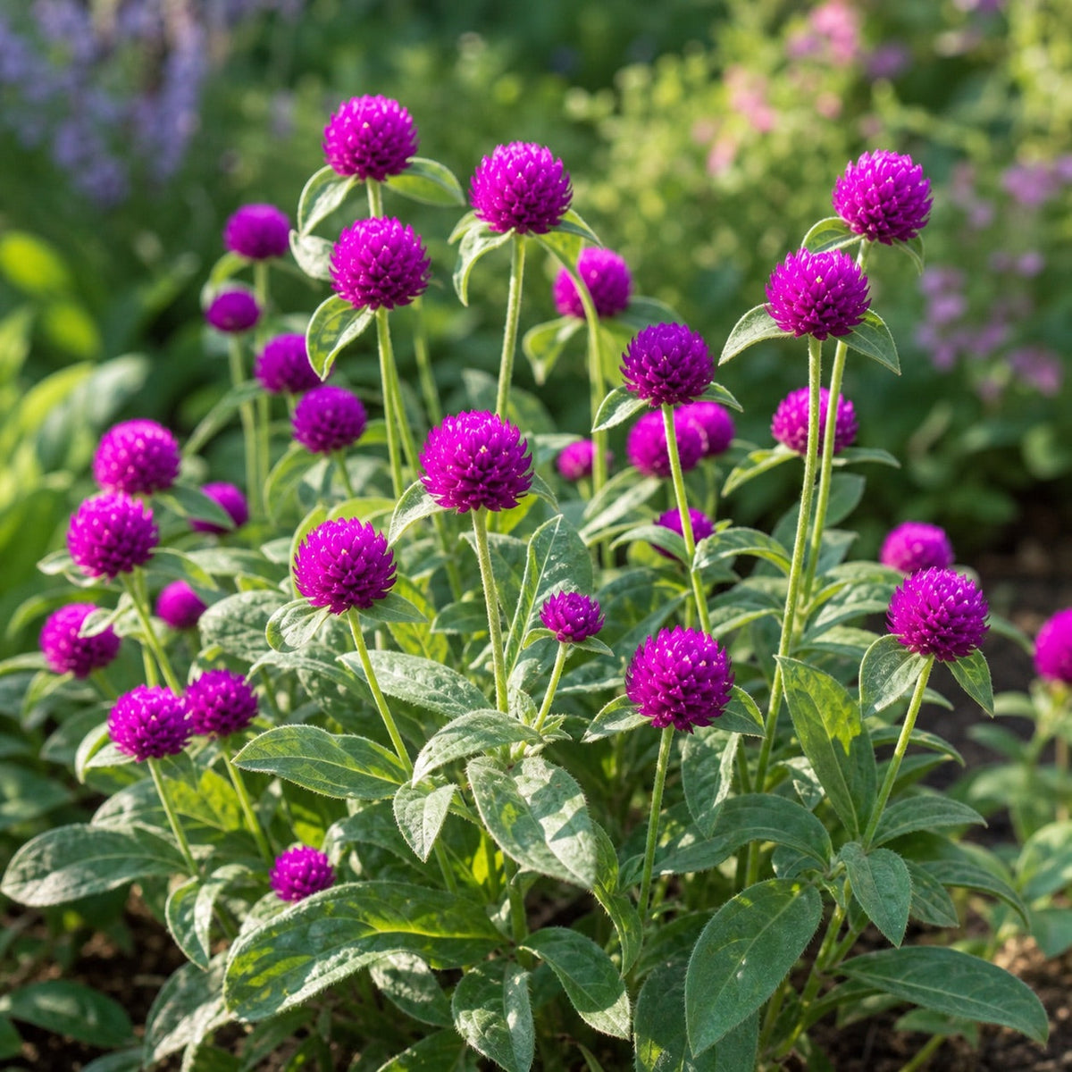 Purple Gomphrena globosa flowers growing in a sunny garden
