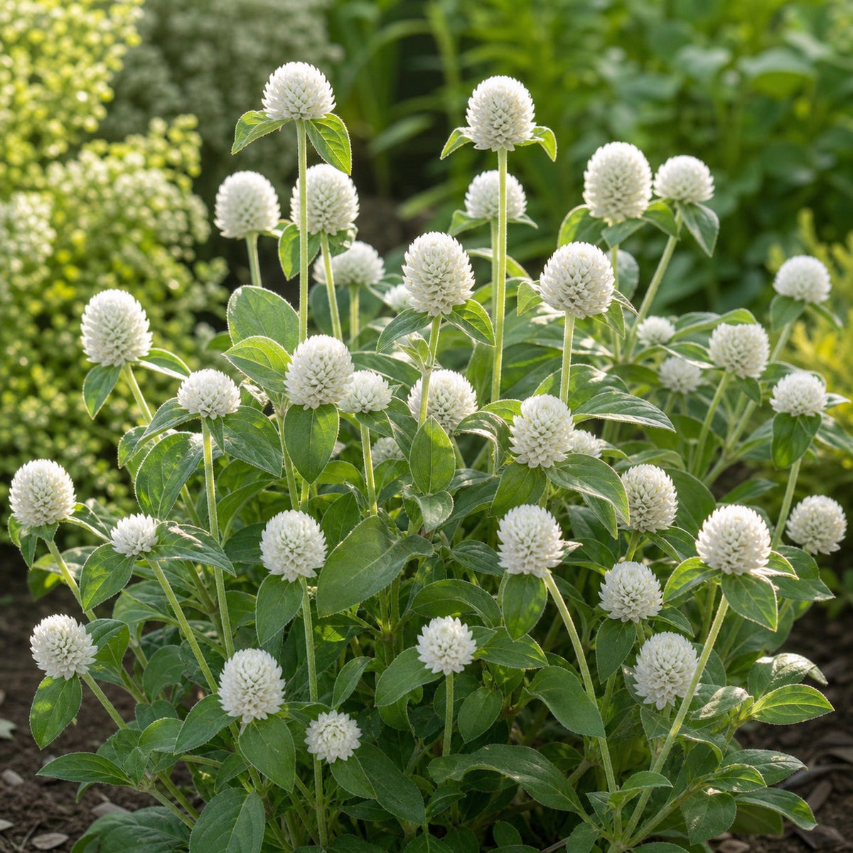 White Gomphrena globosa flowers growing in a sunny garden