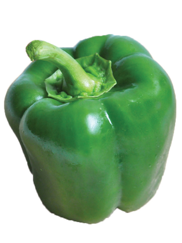 CAPSICUM CALIFORNIA WONDER