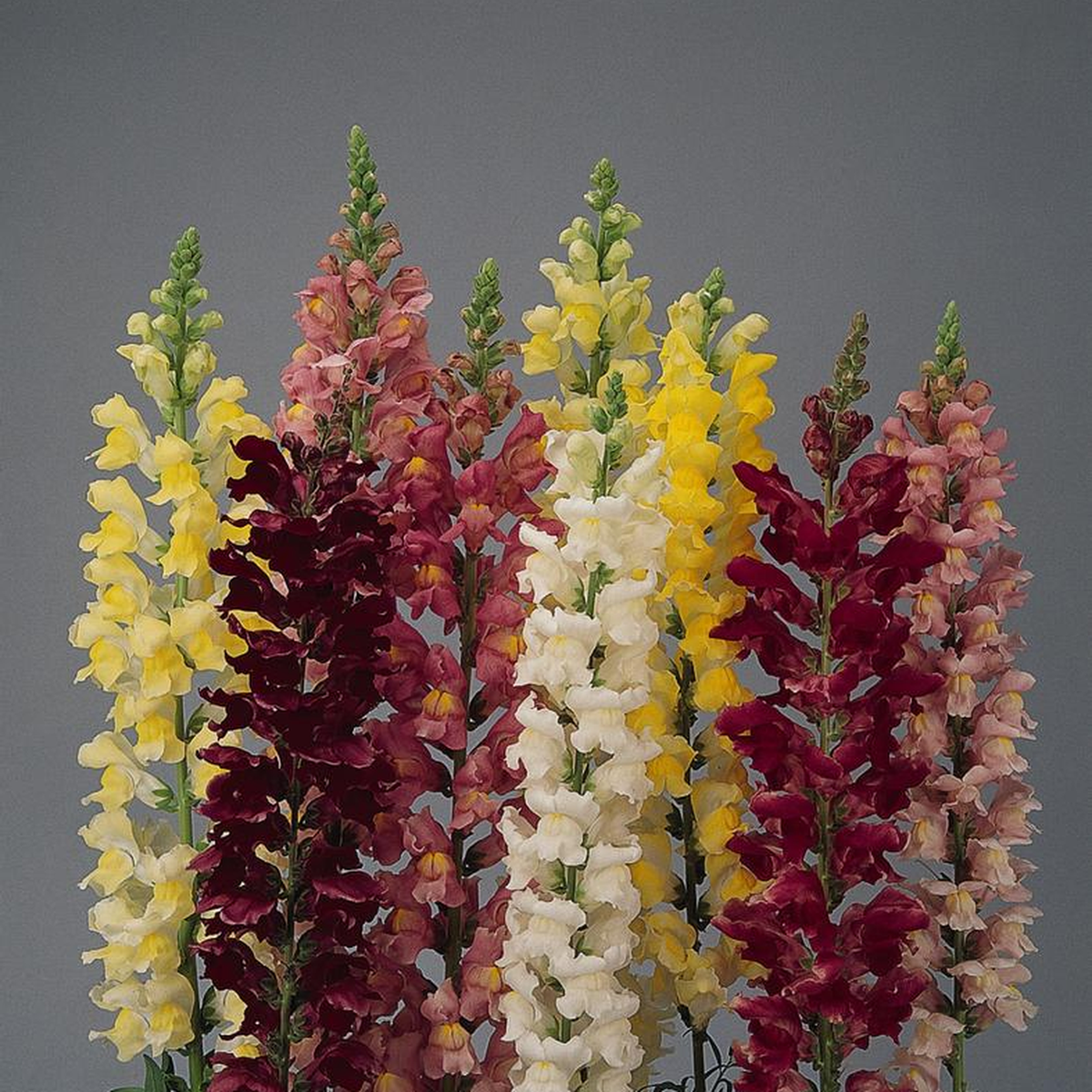 Antirrhinum Rocket Mix