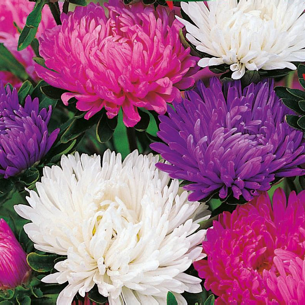 Ubuntuberg Aster Giants of California Mix