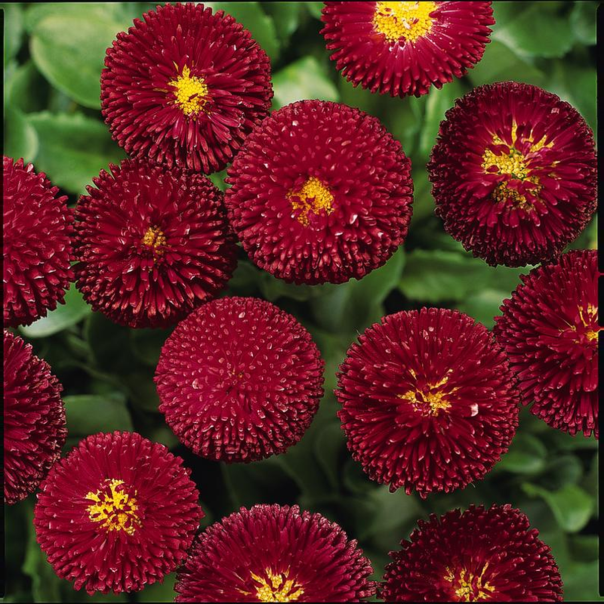 Bellis Bellisima Red Seeds - Ubuntuberg Seeds product image