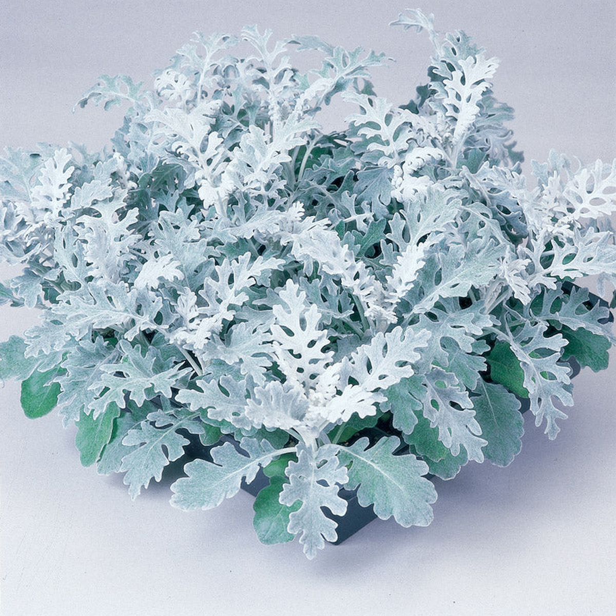 CINERARIA SILVER DUST