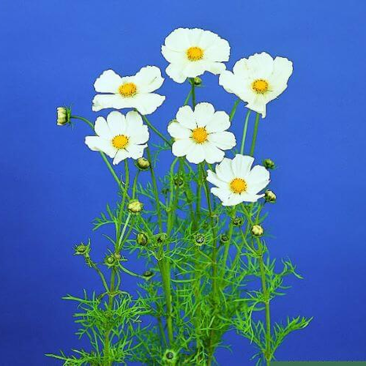 Ubuntuberg Cosmos Afternoon White Seed