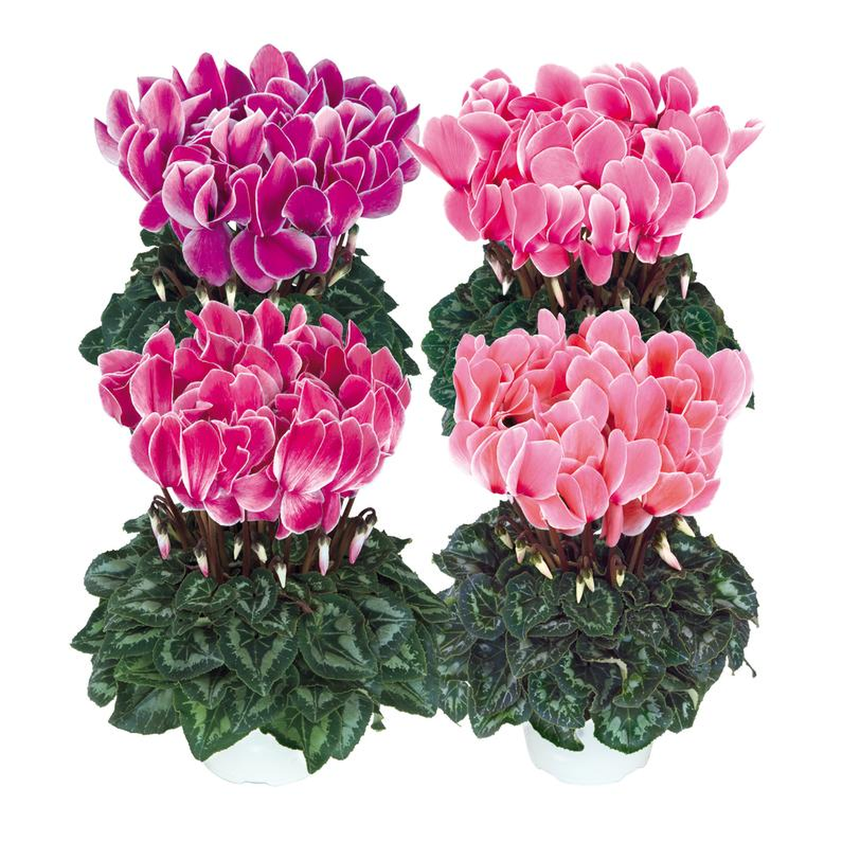 Cyclamen Halios Flame Mix Seeds - Ubuntuberg Seeds product image