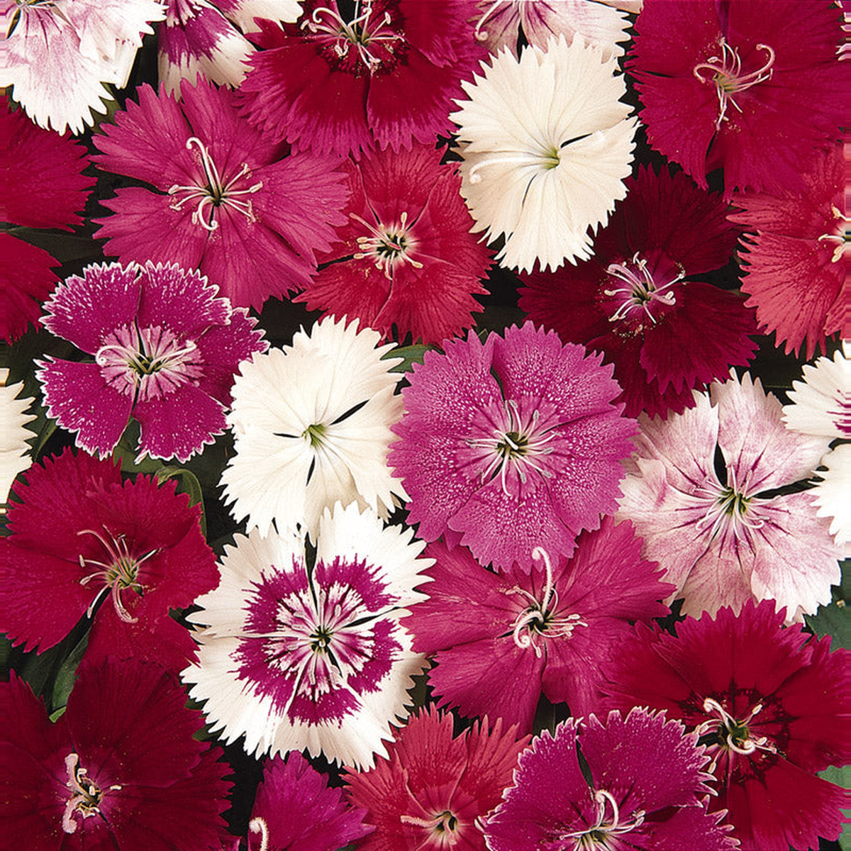 DIANTHUS IDEAL SELECT MIX