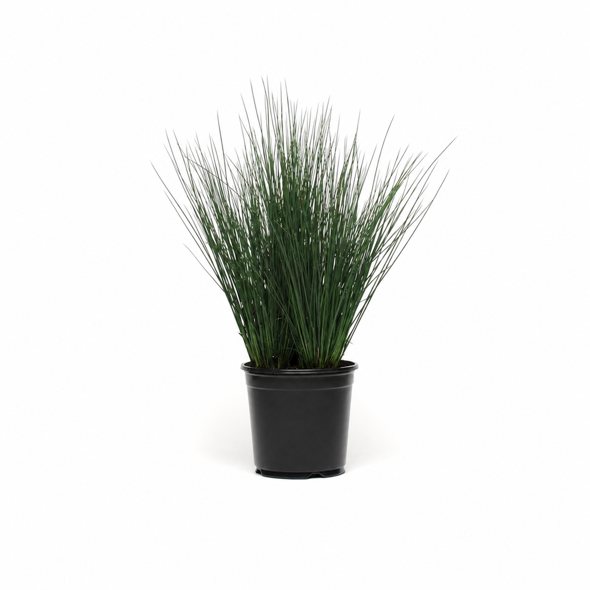 JUNCUS BLUE DART