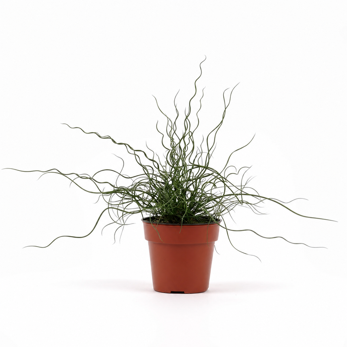 Juncus Spiralis Twister
