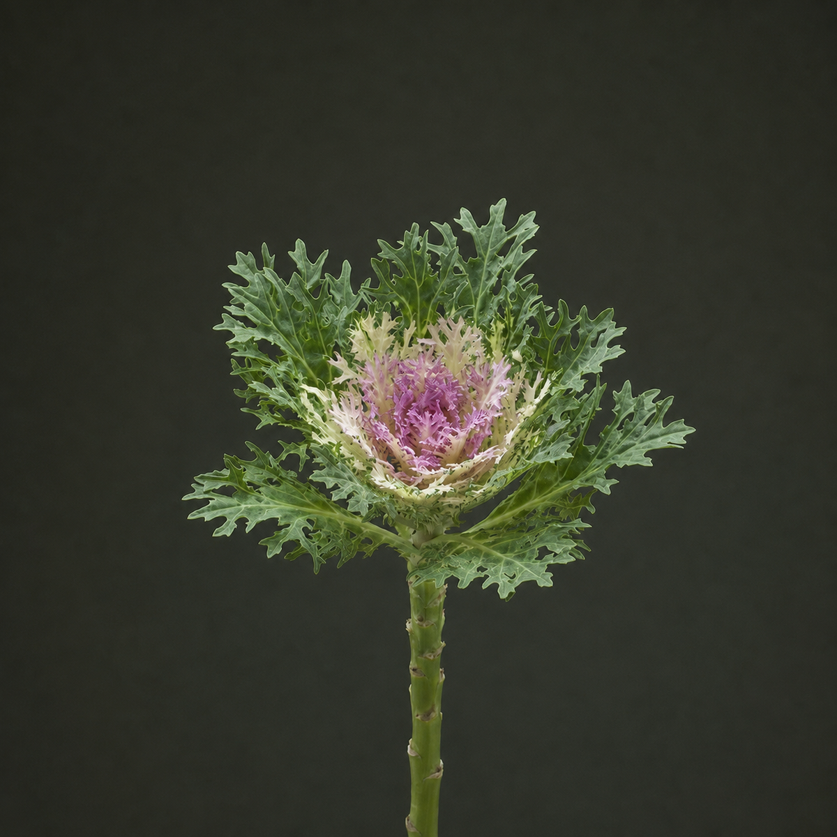 Kale Crane Feather King