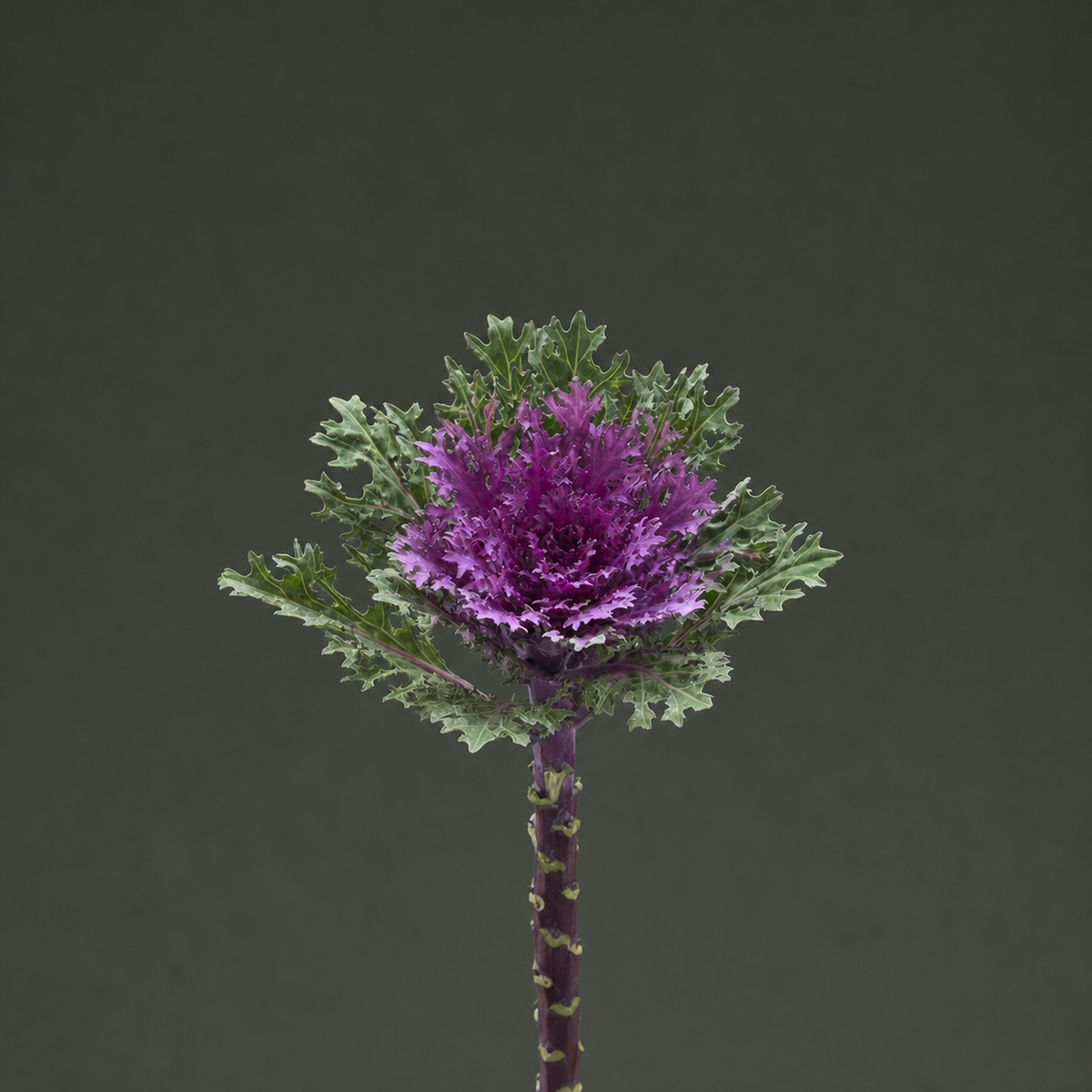 Kale Crane Feather Queen