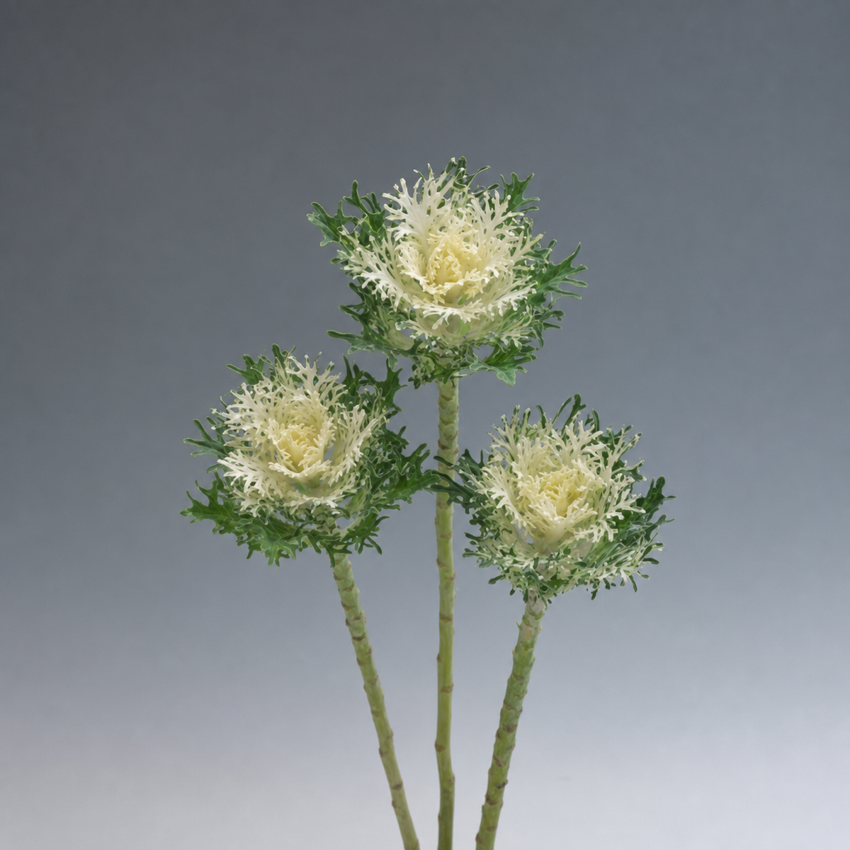 Ubuntuberg Kale Crane Feather Snow Seeds