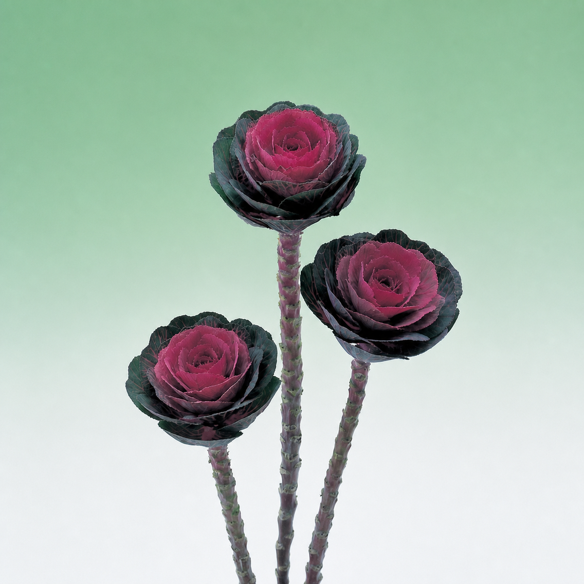 Kale Crane Red