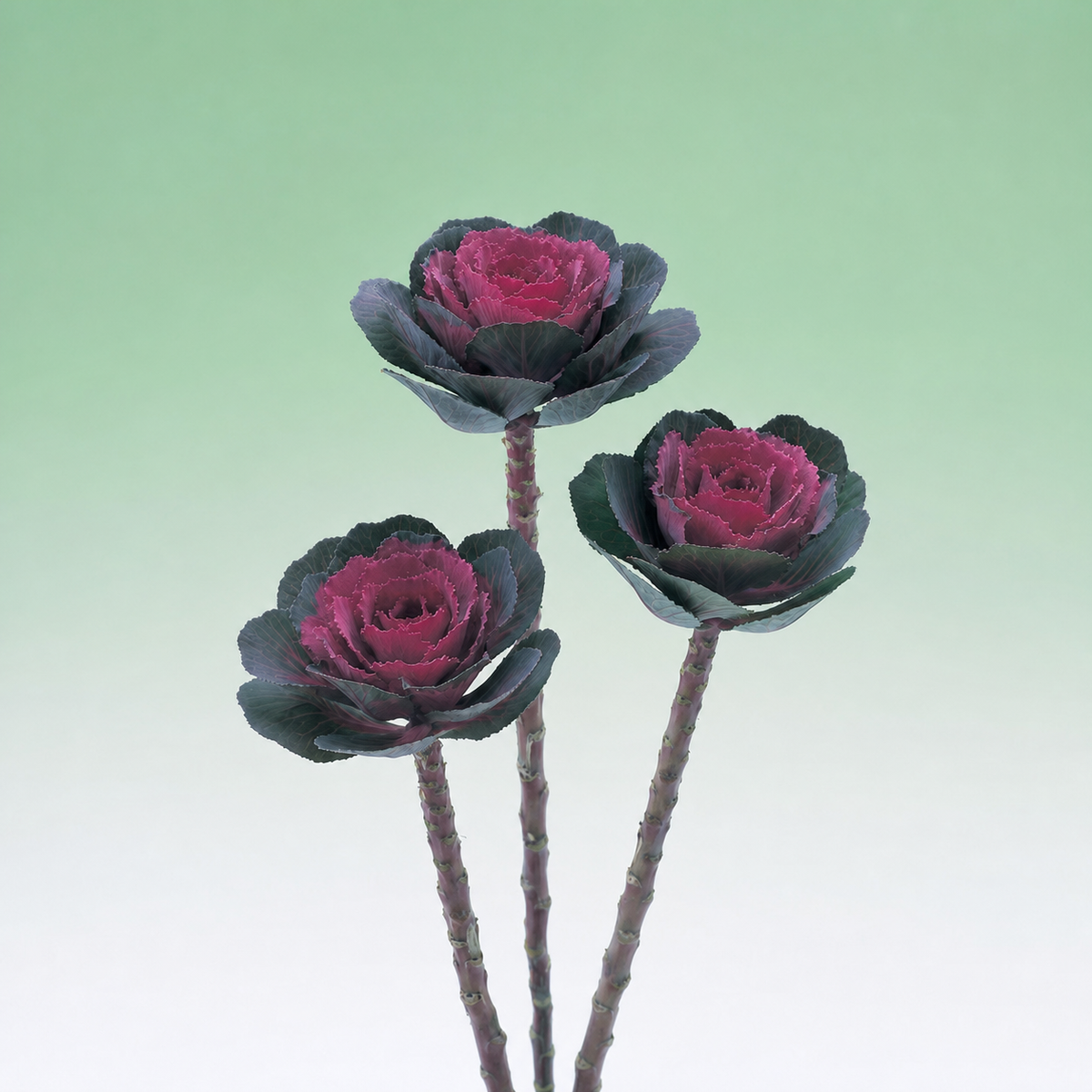 Kale Crane Rose