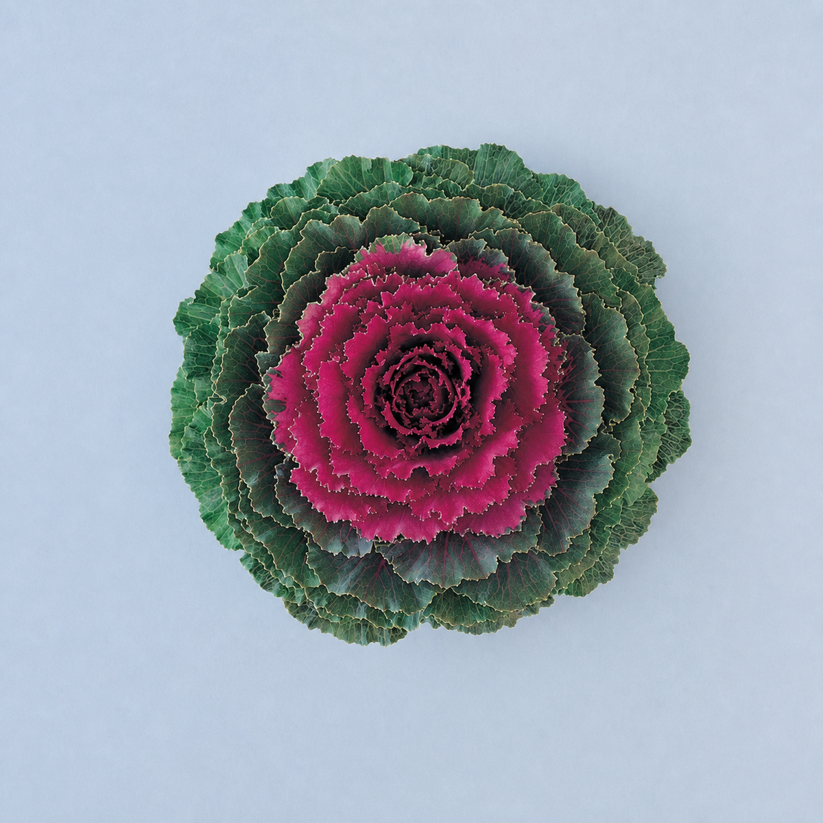 KALE SONGBIRD RED