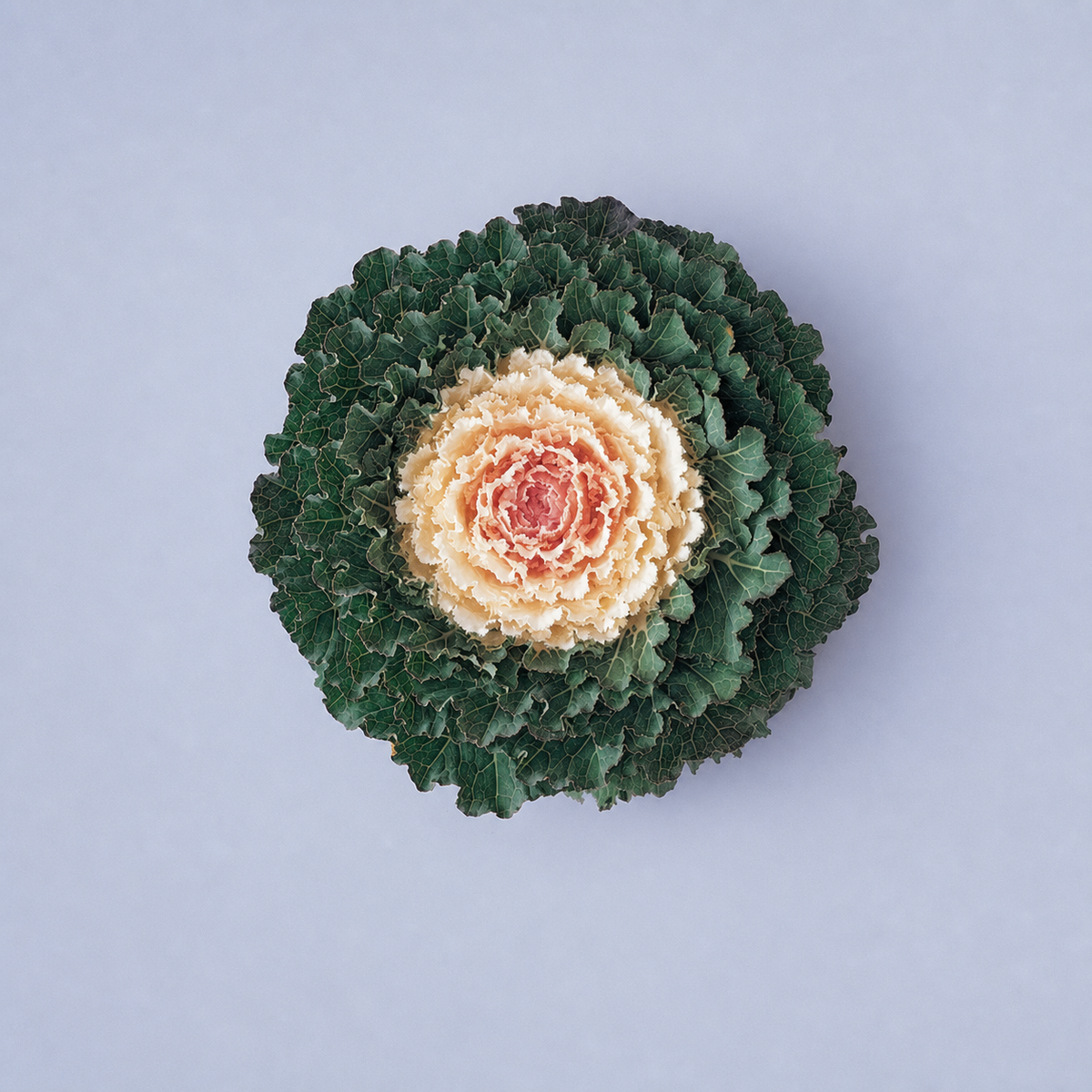 KALE SONGBIRD WHITE